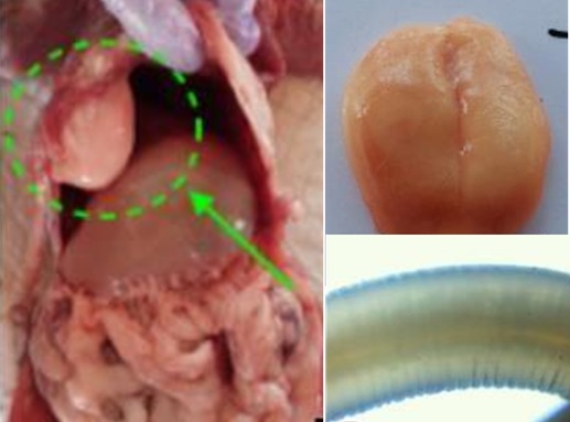 Figure 1. Necropsy findings in a feline cadaver. (A) Tracheal hyper-emia; (B) lung flotation test; (C) hemorrhage in pulmonary lobes; (D) abdominal lipoma with gastric distension; (E) excised lipoma; (F) Asca-ridia spp. and hairballs in the stomach; (G) hemorrhagic gastric mucosa lesions; (H) hemorrhagic duodenal lesions; (I) oral region of nematode; (J) nematode body; (K) nematode tail end