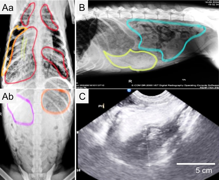 Figure 1. Diagnostic imaging of the abdomen. (A) Ventrodorsal X-ray view (Aa and Ab); (B) Right lateral X-ray view; (C) Ultrasonography of the pylorus showing a mass.