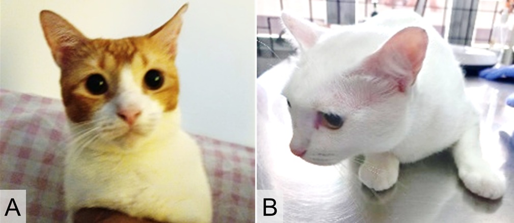 Figure 1. Clinical appearance of the two domestic shorthair cats: (A) Ncil and (B) Lala.