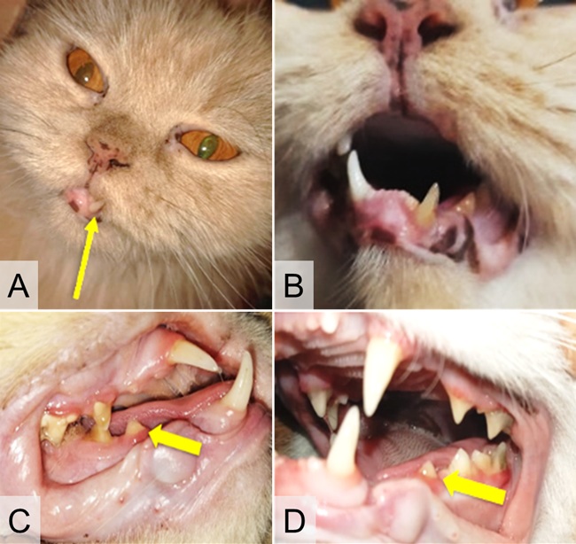 Figure 1. Clinical presentation of dental abnormalities in cats, including malocclusion undershot (A), malocclusion closer (B), and tooth resorp tion affecting premolar 307 (C) and premolar 407 (D).