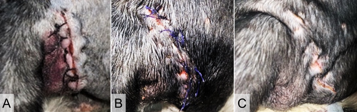 Figure 2 Healing progression after surgery of the shih tzu with bilateral perineal hernia at day 1 (A), day 3 (B), and day 14 (C).