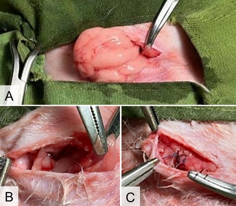 Figure 1. Surgical procedure of incisional hernia in a cat. (A) Protru-sion of peritoneal fat through the abdominal wall, (B) intra-abdominal repositioning of the herniated tissue, (C) closure of the musculus ab-dominis internus, and (D) skin closure