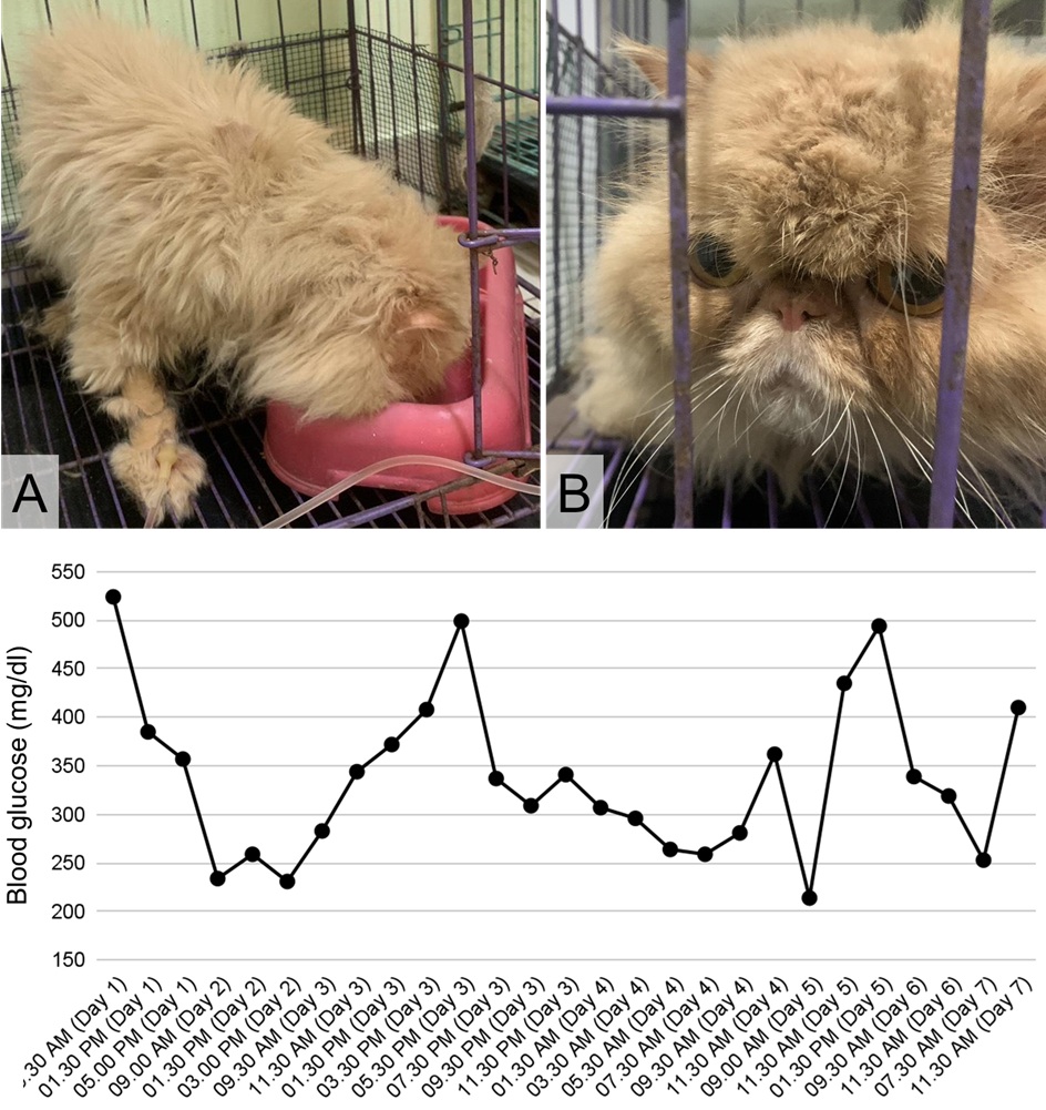 Figure 1. The Persian Peaknose cat “Dede Arsy” diagnosed with Type 2 Diabetes Mellitus and Feline Infectious Peritonitis. (A) The cat show-ing excessive drinking behavior (polydipsia); (B) facial appearance characteristic of the Persian Peaknose breed