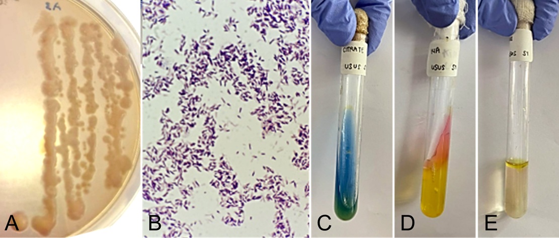 Figure 2. Isolation and identification of bacteria from the intestinal organs of chickens. (A) Pale yellow colonies on MacConkey agar, (B) Gram-negative bacilli, (C) biochemical reactions showing citrate-negative, K/A on Kligler Iron Agar with no gas and no H₂S production, (D) urease-negative, (E) indole-negative, and non-motile results