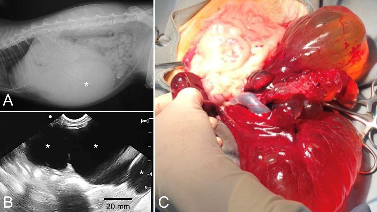 Figure 1. Radiological findings. (A) Lateral radiogram shows radiopaqueness (*) in the abdomen, and (B) ultrasonography shows a cyst in the liver with a hyperechoic rim and anechoic contents (*), and (C) multiple cysts in the liver, the cyst fluid appears clear and the liver parenchyma is normal.
