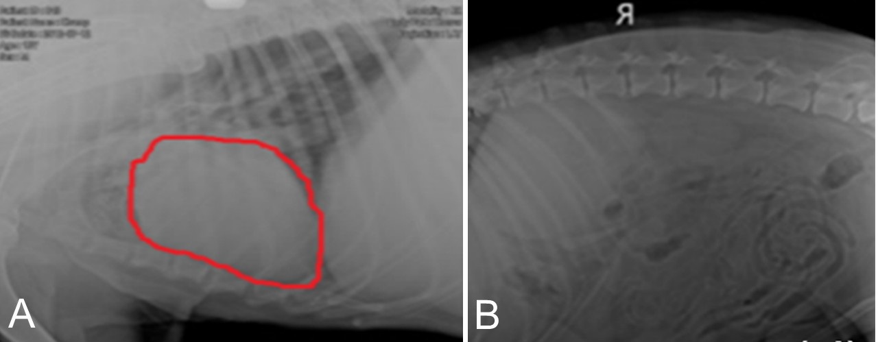 Figure 1. Radiographic images of a 12-year-old Golden Retriever. (a) Right lateral thoracic radiograph showing cardiomegaly and pulmonary edema. (b) Ventrodorsal abdominal radiograph demonstrating marked intestinal gas distension consistent with uremic enteritis