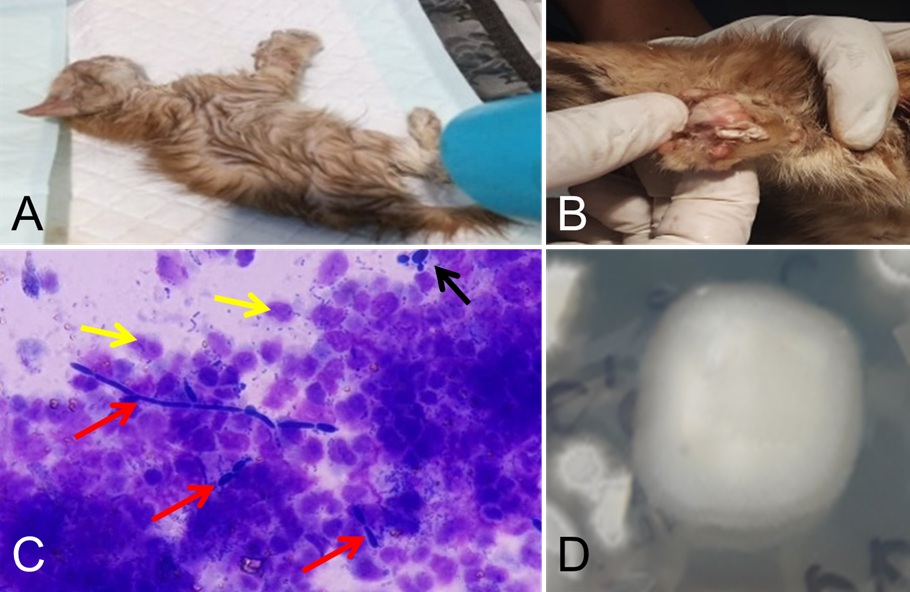Figure 1. Clinical and mycological findings in a kitten infected with Mycoleptodiscus indicus. (A) Kitten in critical condition. (B) Extensive subcutaneous infection with necrosis. (C) Cytological smear showing M. indicus hyphae (red arrow), epithelial cells (yellow arrow), and neu-trophils (black arrow). (D) Fungal growth of M. indicus on Sabouraud Dextrose Agar (SDA).