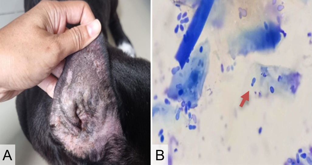 Figure 1. Local dog ear showing swelling and nodules, erythema, and scratching wounds (A). Malassezia spp. yeast undergoing oval, cylin-drical, and bean-shaped budding (400x) (B).