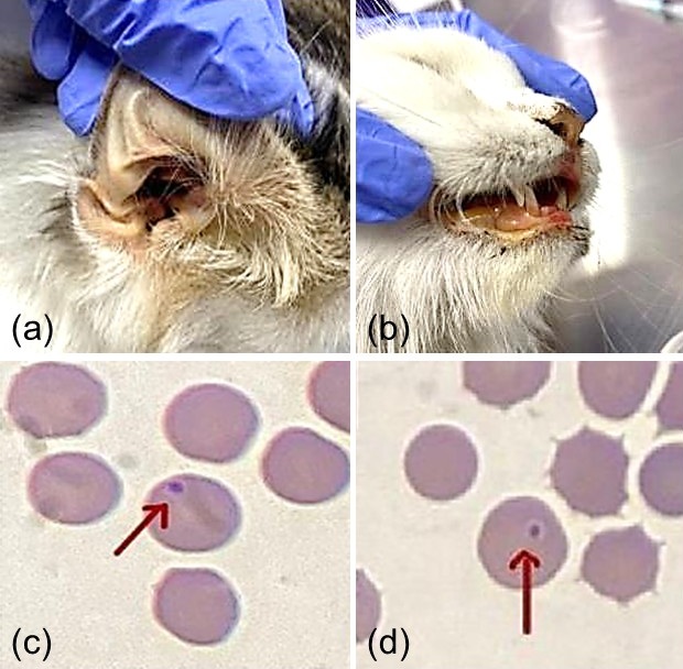 Figure 1. Findings in a cat with suspected Mycoplasma haemofelis infection. Icterus involved the auricular skin/pinna (a) and oral mucous membrane/lips (b). Blood smear showed basophilic organisms on erythrocytes, suspected Mycoplasma haemofelis (c–d; red arrows).