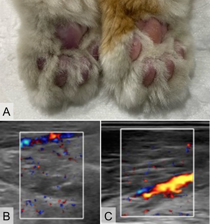 Figure 1. Clinical and sonographic features of feline arterial thromboembolism (FATE). (A) Left hind paw showing cyanosis (left) compared with the pink, well-perfused right paw (right), (B) right fem-oral artery with normal blood flow, and (C) left femoral artery with reduced flow due to thrombotic obstruction