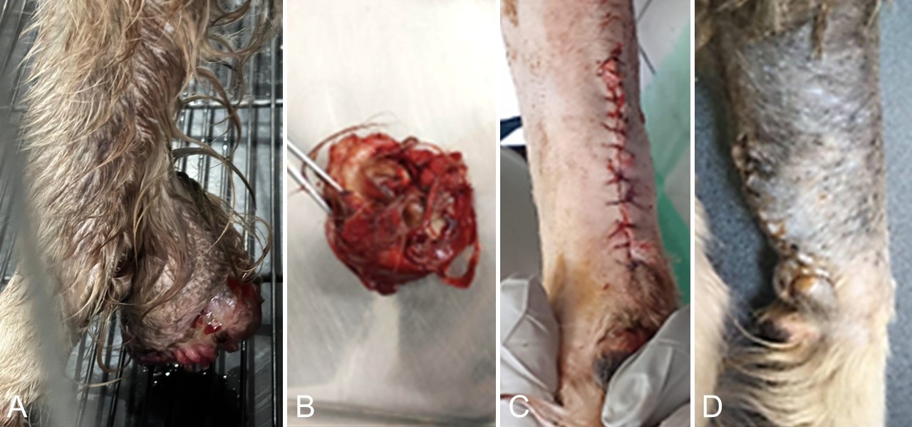 Gambar 1. Tampilan klinis massa metakarpal (A), massa tumor yang dieksisi (B), kondisi pascaoperasi segera (C), dan lokasi operasi pada 7 hari pascaoperasi (D).