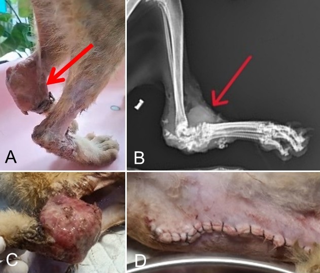 Figure 1. Clinical presentation, radiographic features, and postoperative condition of a cat with presumptive appendicular osteosarcoma.