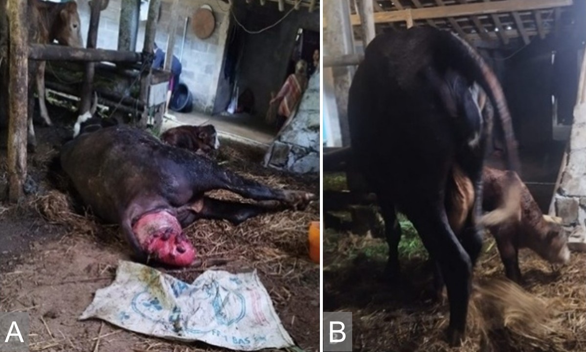Figure 1. Postpartum uterine prolapse and clinical outcomes following treatment in an Angus beef cow