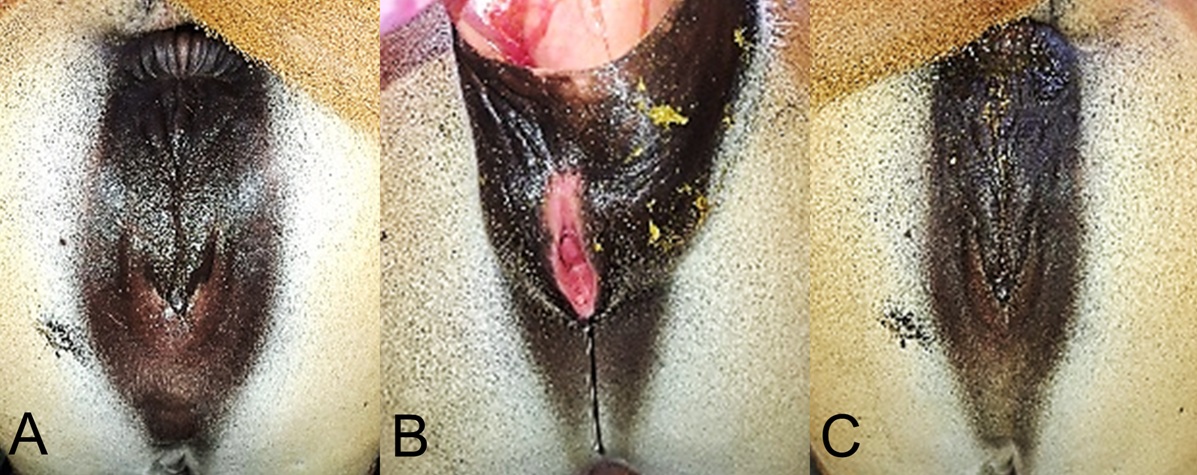 Figure 1. Clinical signs of estrus 48h (A, B) and 72h (C) after the 2nd injection of PGF2α in Bali cattle, showed no significant differences