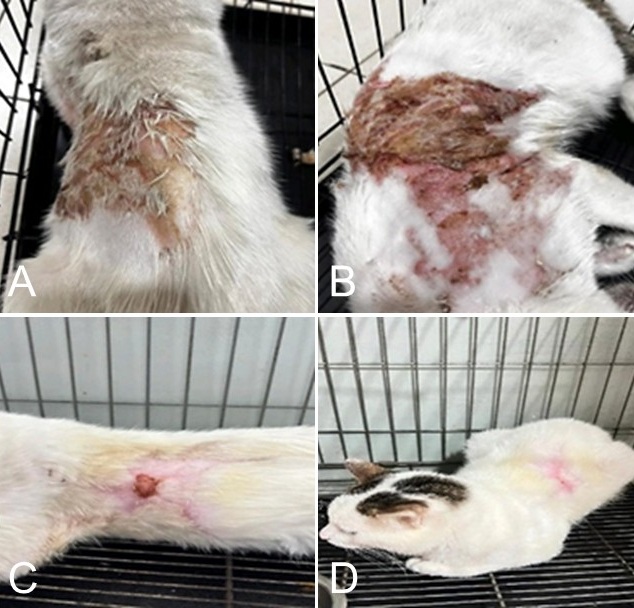 Figure 1. Clinical presentation and healing progression of thermal dermatitis in a domestic short-haired cat