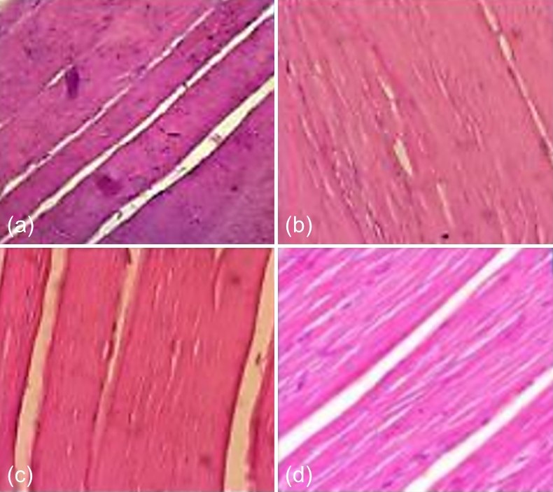 Figure 1. Representative histopathological sections of the mouse thigh muscle at the injection site across different treatment groups and observation periods: (a) K1 on Day 56; (b) K2 on Day 28; (c) K3 on Day 14; and (d) K4 on Day 21. All sections demonstrate healthy muscle architecture with no evidence of necrosis or structural damage HE staining; 400x magnification.