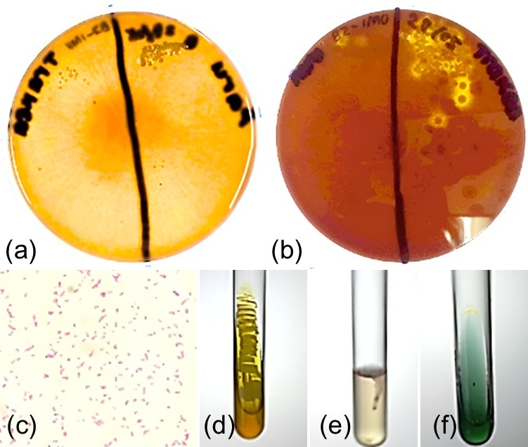 Figure 2. Microbiological examination of bacterial isolate from laying hens with suspected chronic fowl cholera. Culture growth on blood agar (a) and chocolate agar (b), Gram-negative coccobacilli on Gram staining (c), and biochemical profiles supported phenotypic identification of Pasteurella multocida