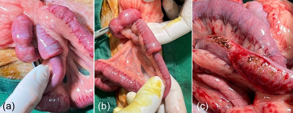 Figure 2. Surgical management of jejunal intussusception. (a) Intraoperative appearance of the jejunal segment with intussusception. (b) Manual reduction performed by gently manipulating the affected intestine. (c) Final appearance of the jejunum after successful repositioning