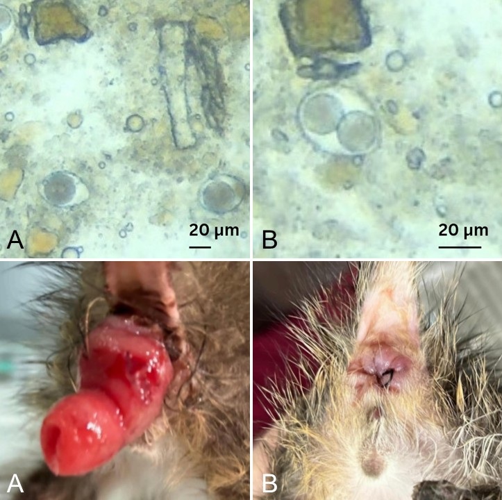 Figure 1. Cystoisospora-like oocysts detected by native fecal microscopy
