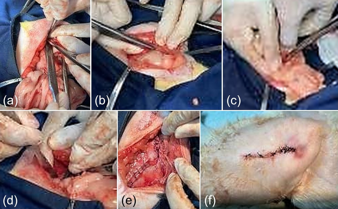 Figure 2. Surgical herniorrhaphy of the right inguinal hernia. (A) Abdominal exploration and identification of the hernial ring. (B) Opening of the hernial sac. (C) Repositioning of herniated organs into the abdominal cavity. (D) Freshening of the hernial ring margins. (E) Closure of the hernial ring. (F) Skin closure