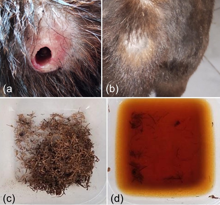 Figure 1. Progression of cutaneous myiasis in a dog. (a) tail-base wound before treatment; (b) closure 14 days after 2.5% Nicotiana tabacum leaf infusion.