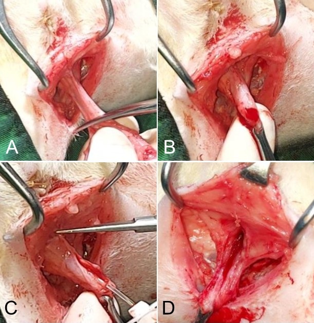 Figure 2. Perineal urethrostomy: (A–B) preparation and shortening of the distal urethral segment; (C–D) opening of the urethral lumen