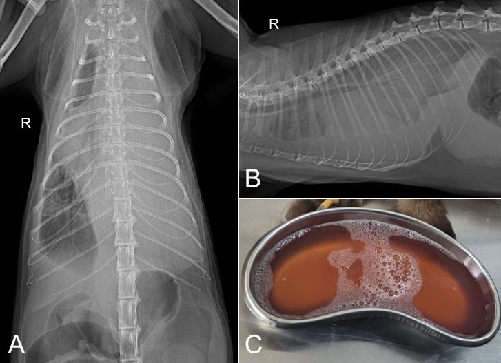 Figure 1. Thoracic radiographs of a Himalayan cat with effusive feline infectious peritonitis. (A) Ventrodorsal projection showing marked thoracic soft-tissue opacity that obscures the cardiac silhouette and pulmonary vessels. (B) Lateral projection showing massive pleural effusion with suspected compressive atelectasis. (C) Fluid extracted from patients undergoing thoracocentesis