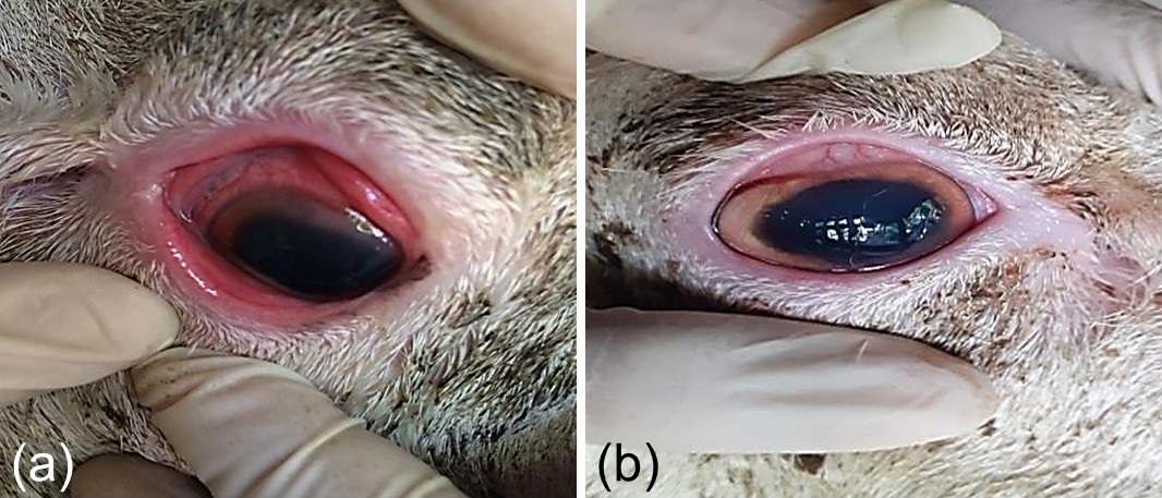 Figure 1. Affected sheep eyes before and after treatment. (A) Before treatment, conjunctival hyperemia, corneal edema, lacrimation, and photophobia. (B) After two days, reduced inflammation and opacity, indicating improvement