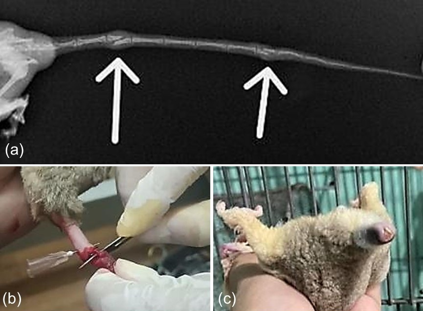 Figure 1. Coccygeal fracture and surgical management of tail injury in a sugar glider. (a) Lateral radiograph showing a coccygeal vertebral fracture at the distal tail segment (white arrow). (b) Intraoperative appearance during tail amputation. (c) Wound healing progression at 7 days postoperatively.