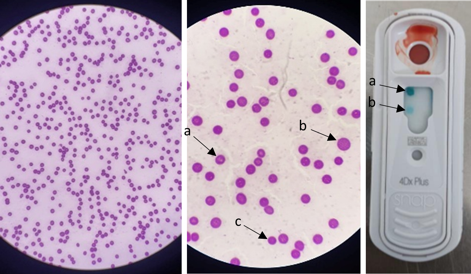 Native blood smear and positive result for Ehrlichiosis in Alaskan Malamute dog 